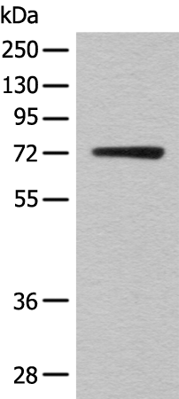 KLHL36