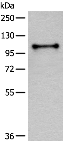 CD101