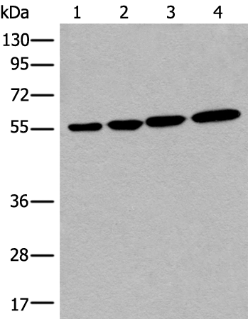 CD276