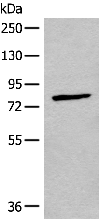 CNGA3