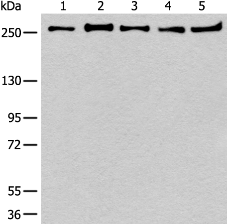 PRPF8