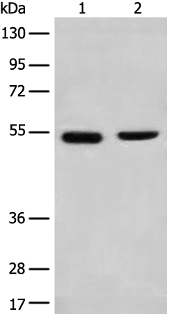 CNGA4