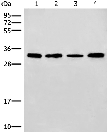 ERCC1