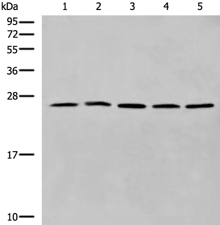 CYB5D1
