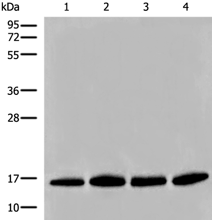 H2BC1