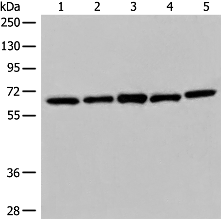 EHD1