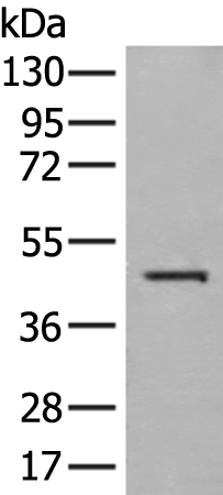 HLA-A