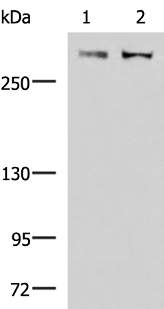 FLNC