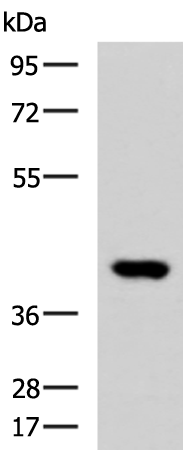 FOXI1
