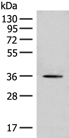 MLST8
