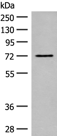 SLC6A11