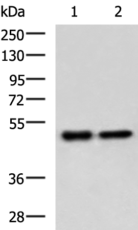 GABPB1