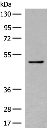 SERPINA9