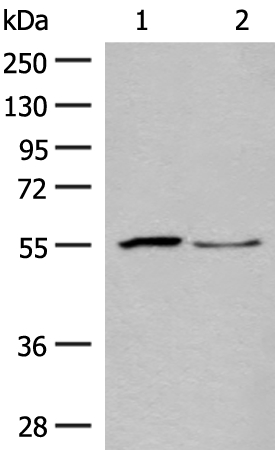SLC2A8