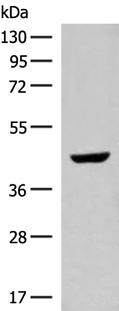 GNAT1