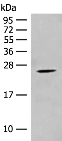 CHP1