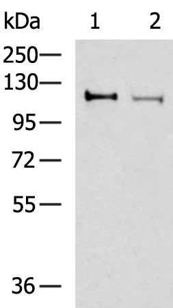 ARHGEF18