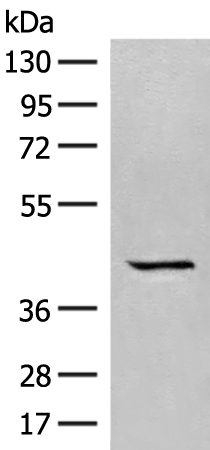 GPR62