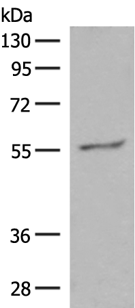 GPR161