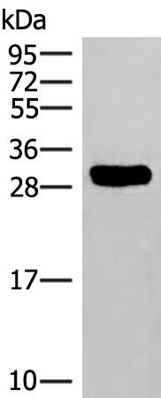 HLA-DRB3
