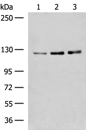 HNRNPUL1