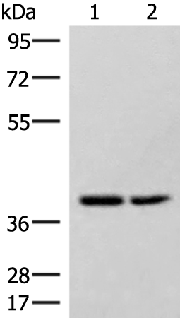 HPDL