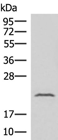 IFNA8