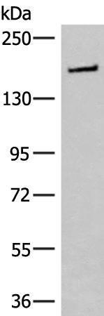 ITSN2
