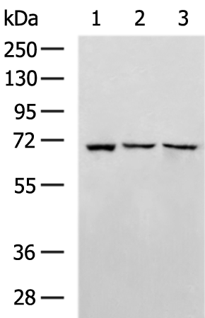 HDAC10