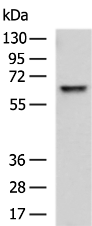 HEXB