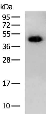 SRSF8