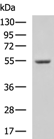 ETV1
