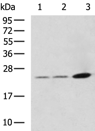KLK15