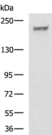 LAMC1