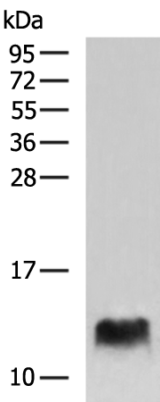 COX6B2