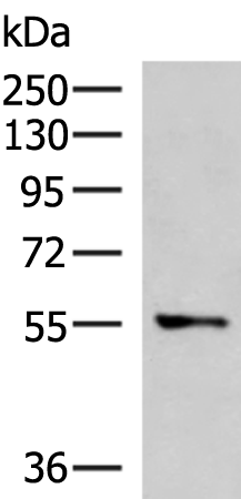 TEKT5