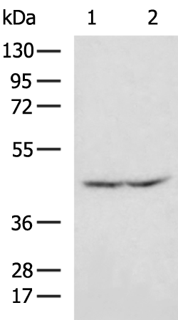 NCEH1
