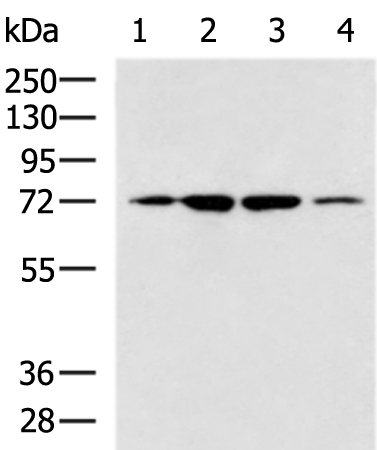 CYP11B1