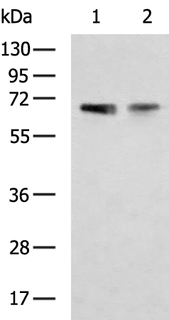 ZNF34