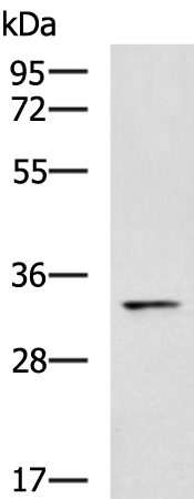 MYOD1