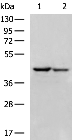 MAPK13