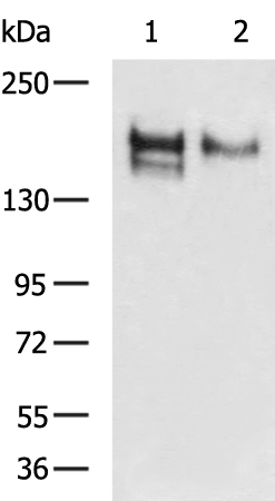 CD163