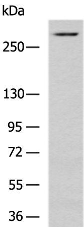 HSPG2
