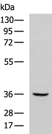 ABHD6