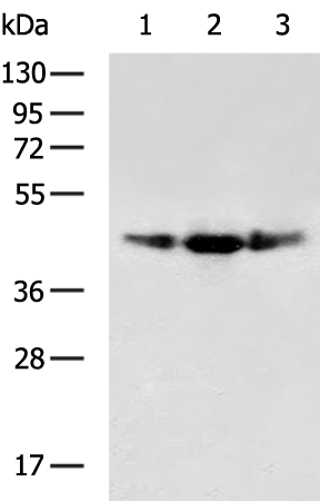 CD34