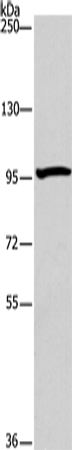 ATG9A