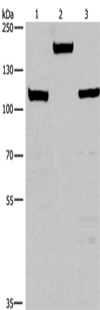 TP53BP2