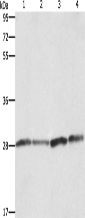 BCAP31