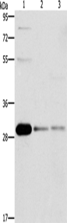 BCL10