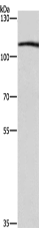 COPB1